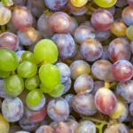 Jak zrobić bimber z winogron