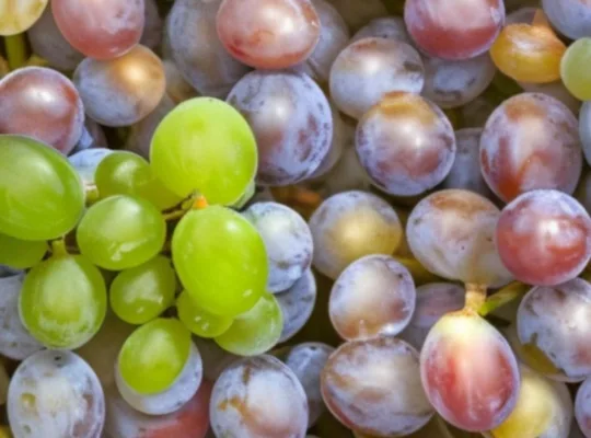 Jak zrobić bimber z winogron